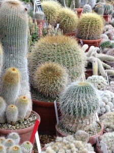 Glasshouse Cacti