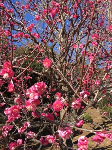 Pink Plum Blossom